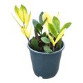 Zamioculcas zamiifolia 'Chameleon'