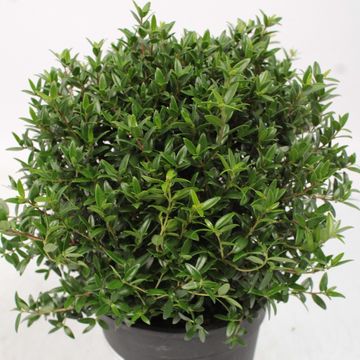 Myrtus communis
