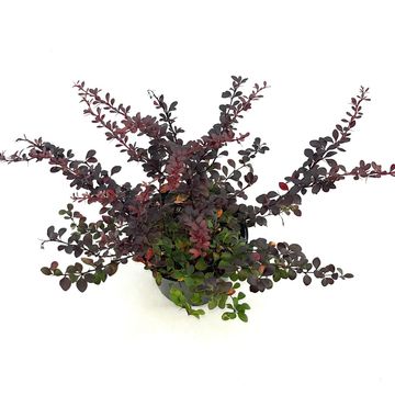 Berberis thunbergii 'Dart's Red Lady'