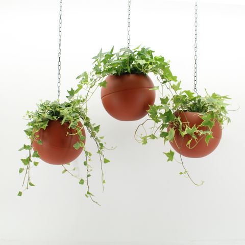 Ετοιμασίες Indoor Hedera Mix