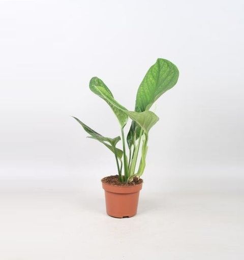 Monstera pinnatipartita