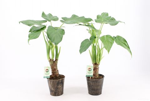Alocasia cucullata