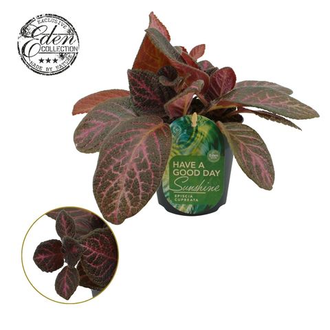 Episcia cupreata 'Tierra Noche'