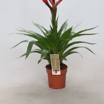 Tillandsia 'Amorosa'