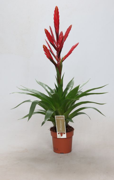 Tillandsia 'Amorosa'