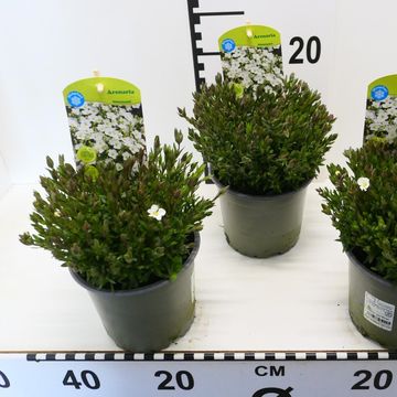 Arenaria montana