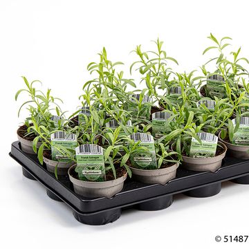 Artemisia vallesiaca