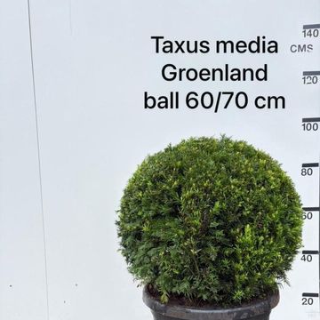 Taxus x media 'Groenland'