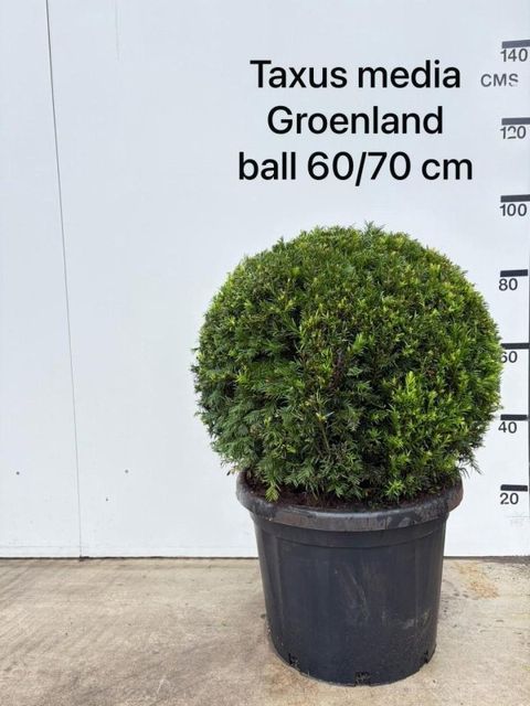 Taxus x media 'Groenland'