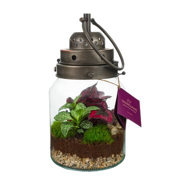 Arrangement Terrarium