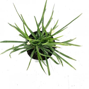 Liriope muscari 'Monroe White'