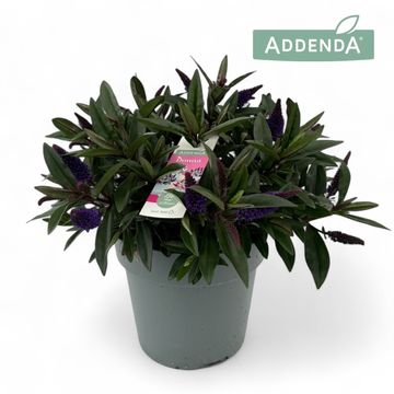 Hebe ADDENDA MIX