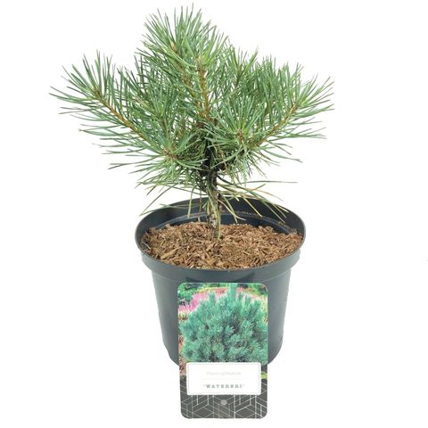 Pinus sylvestris 'Watereri'