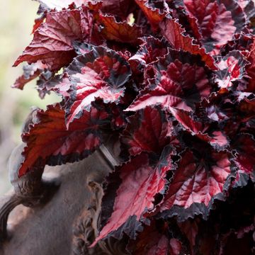 Begonia BELEAF INCA NIGHT