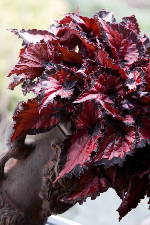 Begonia BELEAF INCA NIGHT