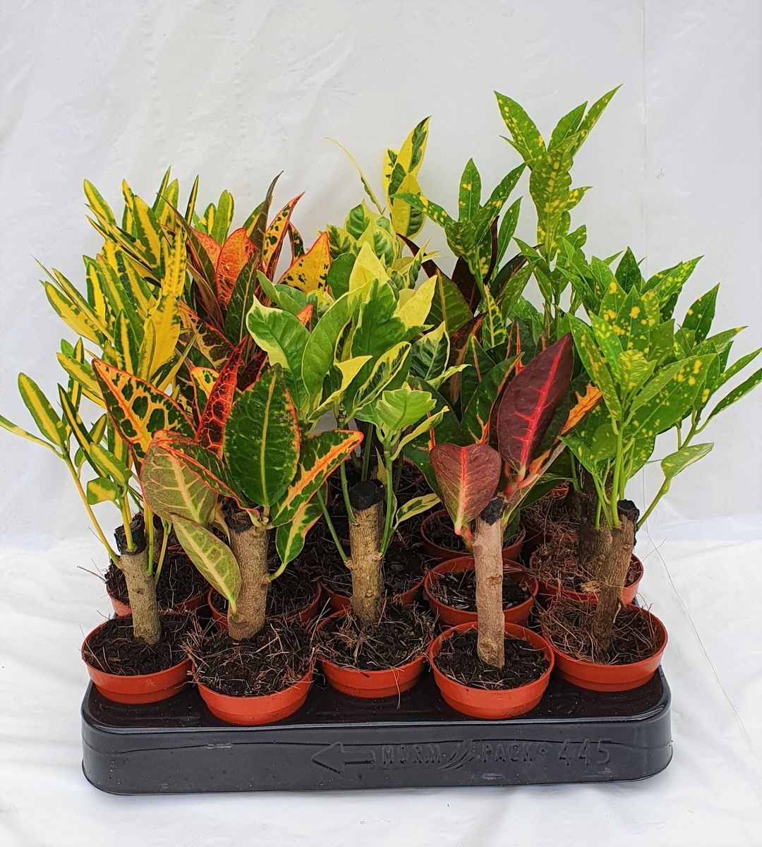 Codiaeum Mix — Plant Wholesale Floraccess 1219