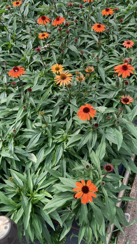 Echinacea SUNSEEKERS ORANGE