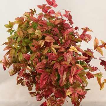 Nandina domestica 'Fire Power'