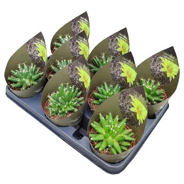 Mammillaria longimamma