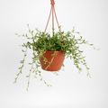 Senecio radicans