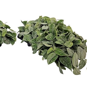 Scindapsus pictus 'Silvery Ann'