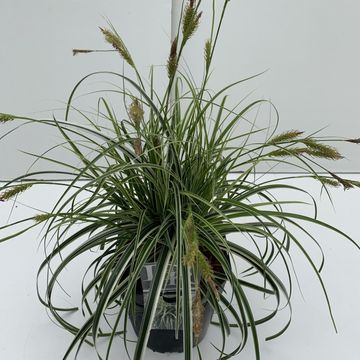 Carex 'Feather Falls'