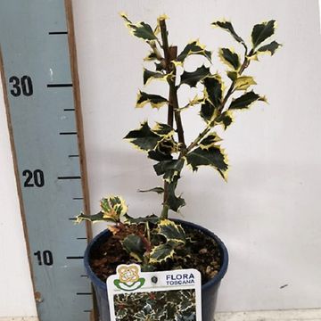 Ilex aquifolium VARIEGATUM