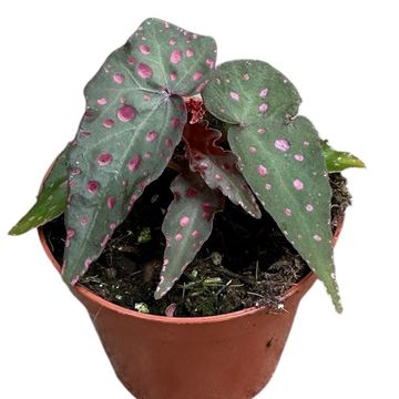 Begonia amphioxus x malachosticta