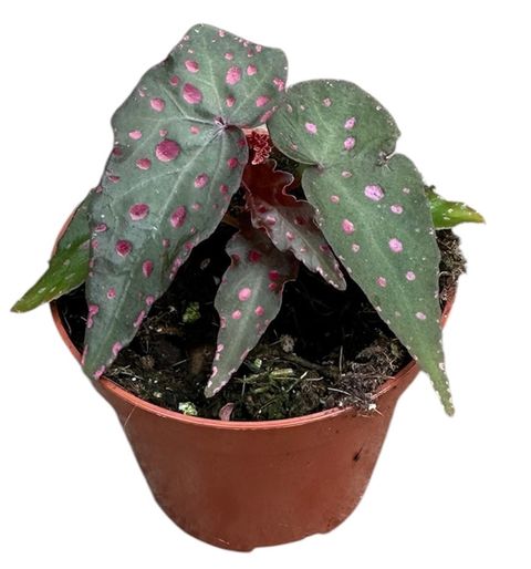 Begonia amphioxus x malachosticta