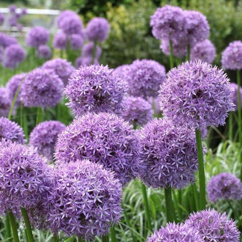 Allium 'Globemaster'