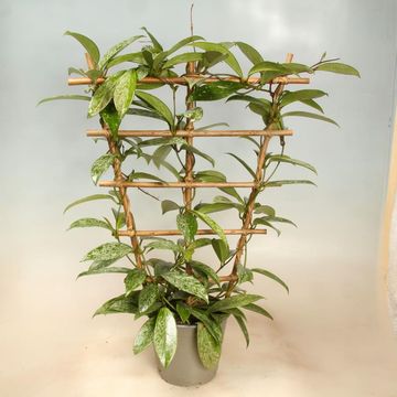 Hoya carnosa 'Silverspots'