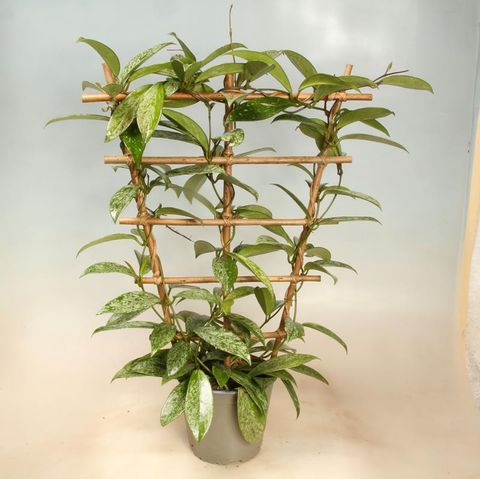Hoya carnosa 'Silverspots'