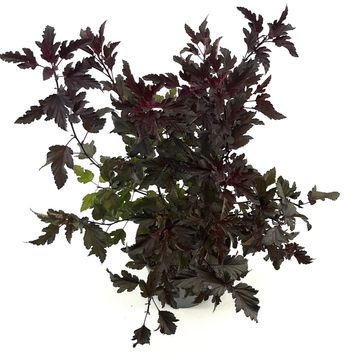 Physocarpus opulifolius ALL BLACK