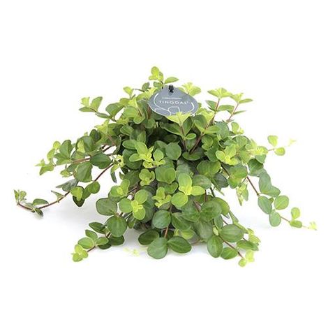 Peperomia rotundifolia