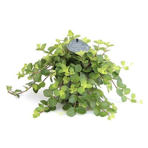 Peperomia rotundifolia