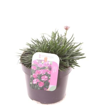 Armeria maritima 'Splendens'