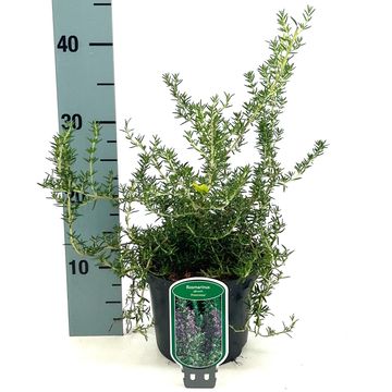 Rosmarinus officinalis 'Prostratus'