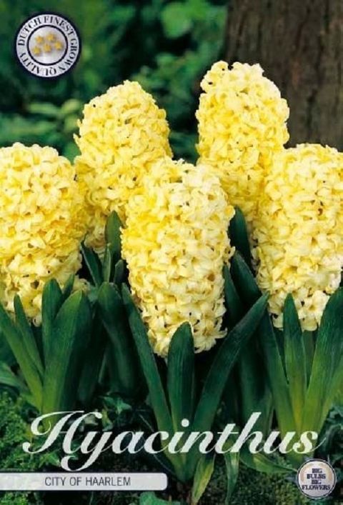 Hyacinthus Hiacynt wschodni 'City of Haarlem'
