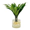 Arrangemang Dracaena