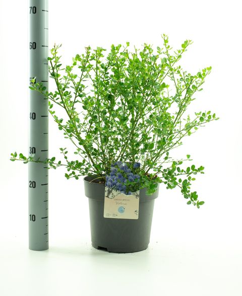 Ceanothus impressus 'Виктория'