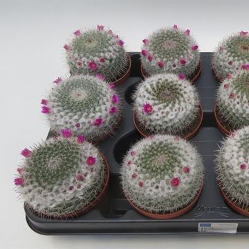 Mammillaria gracilis 'Albata'