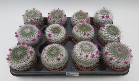 Mammillaria gracilis 'Albata'