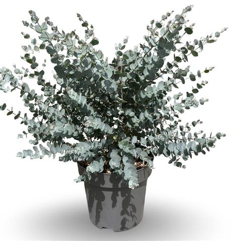 Eucalyptus gunnii AZURA