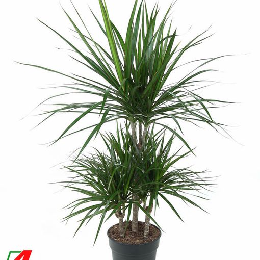 Dracaena marginata