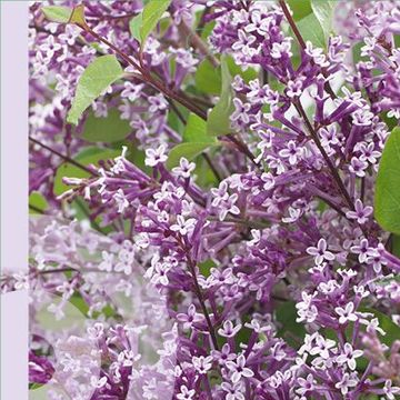 Syringa meyeri FLOWERFESTA PURPLE
