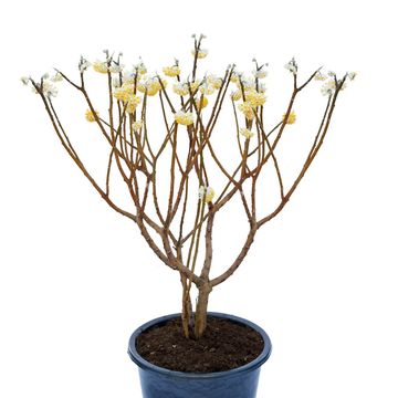 Edgeworthia chrysantha 'Grandiflora'