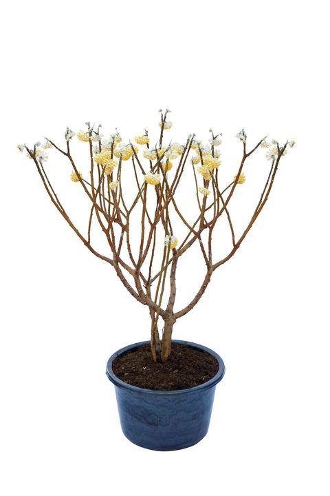Edgeworthia chrysantha 'Grandiflora'