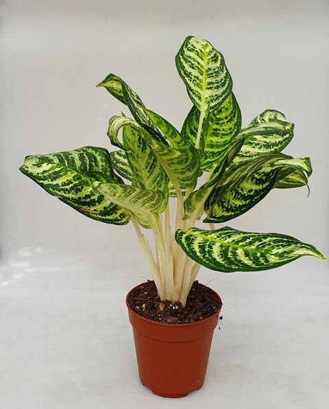 Aglaonema 'Zebra Feathers'