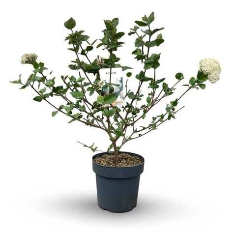 Viburnum x carlcephallum