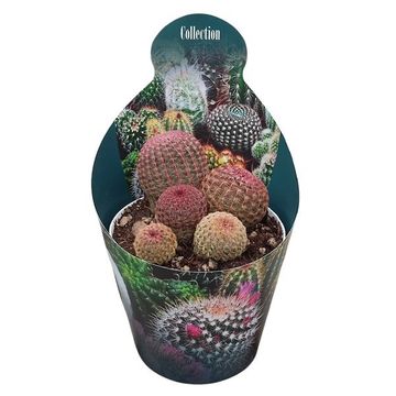 Echinocereus rigidissimus rubispinus